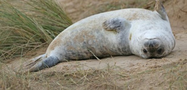 Blakeney seal
