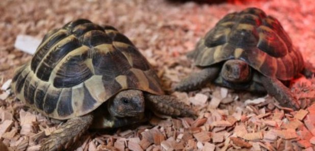  Couple done for stealing tortoise from farm