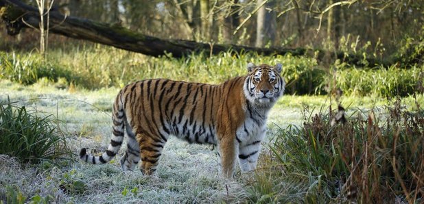 Tiger killed at Longleat