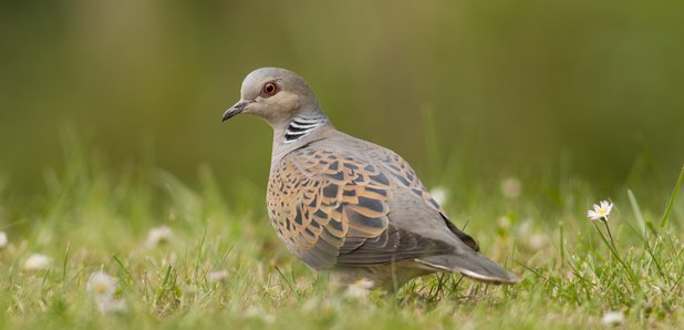 BBOWT HS-2 Nature Reserve bird