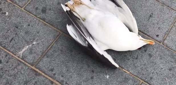 Seagull killed in Weston