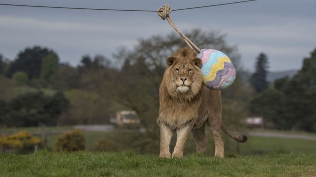 are dogs allowed at west midlands safari park