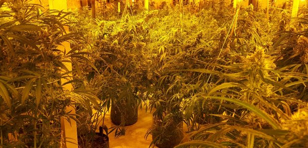 Cannabis factory in Redgrave