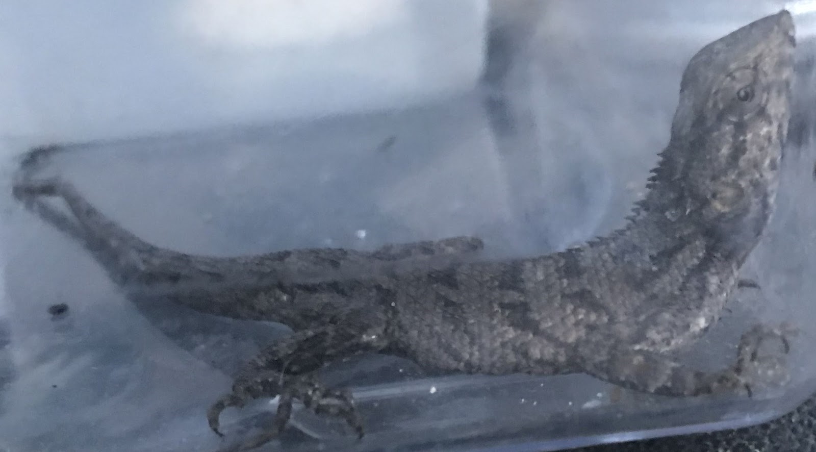 Lizard found at the Port of Felixstowe in 2018