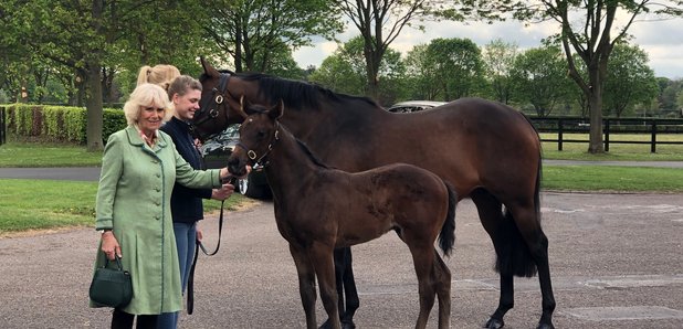 Camilla in Newmarket