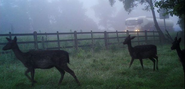Deer collisions