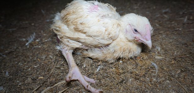Animal equality suffering chicken