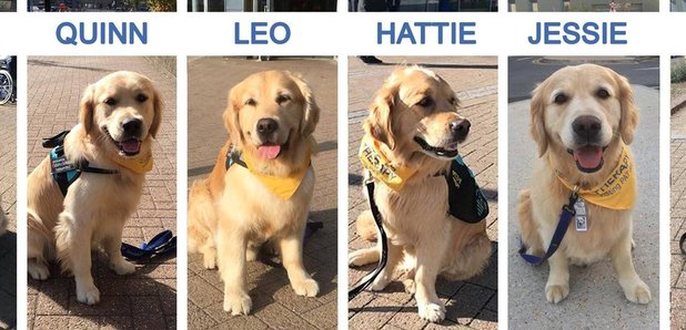 Some of the dogs who took part in the trial