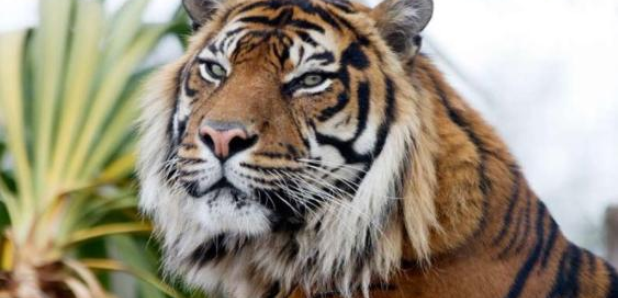 Tiger Edinburgh Zoo