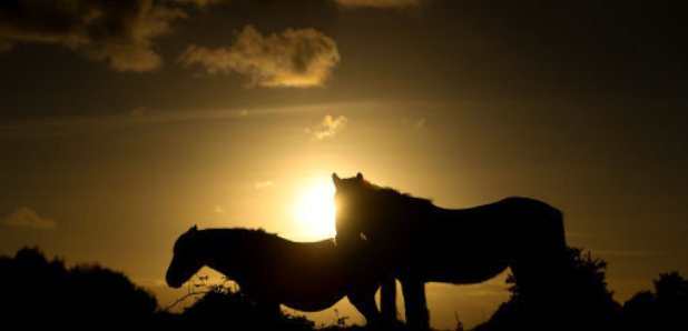 new forest pony