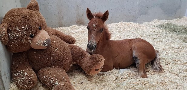 Concern for the survival of foal