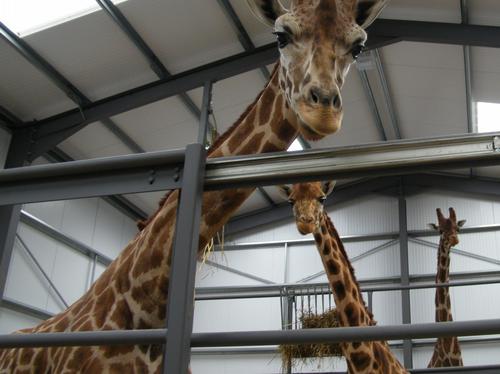 Giraffes arrive at Cotswold Wildlife Park