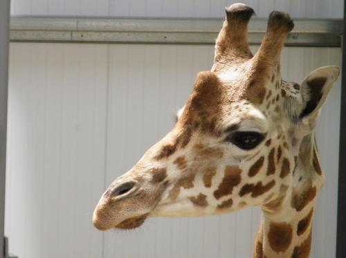 Giraffes arrive at Cotswold Wildlife Park