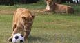 Image 4: Lions at Longleat World Cup