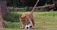 Image 3: Lions at Longleat World Cup
