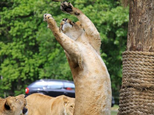 Lions at Longleat World Cup