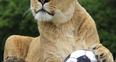 Image 1: Lions at Longleat World Cup