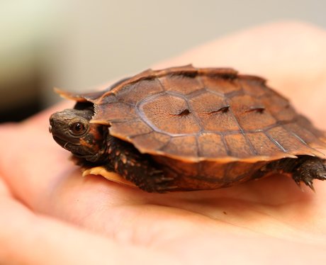 A rare baby spiny turtle that has hatched at Chester Zoo, the first to ...